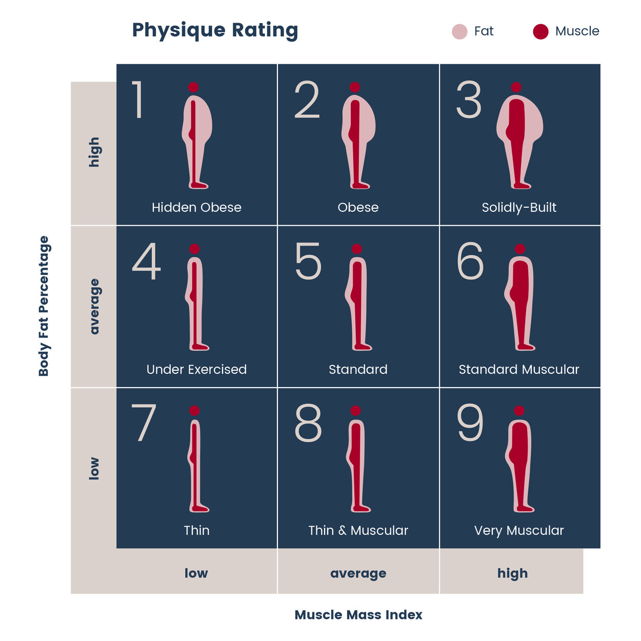 Physique Rating Standard Muscular