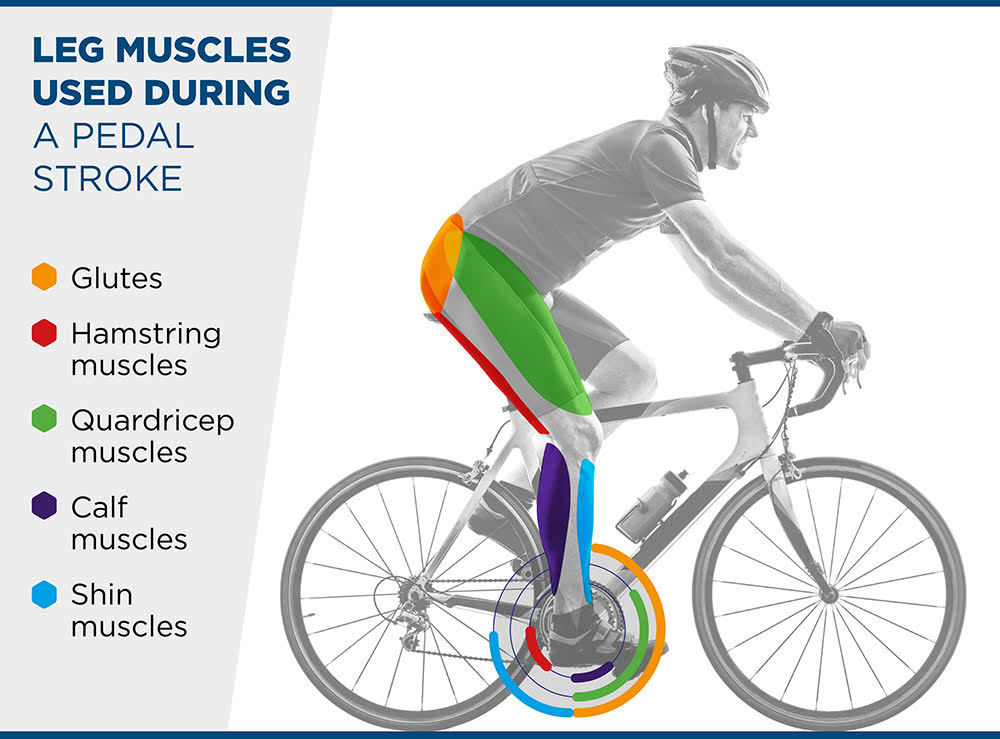 Which muscles are used in cycling? | Tanita.eu | TANITA Europe