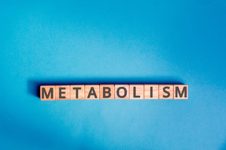 What is resting metabolic rate?
